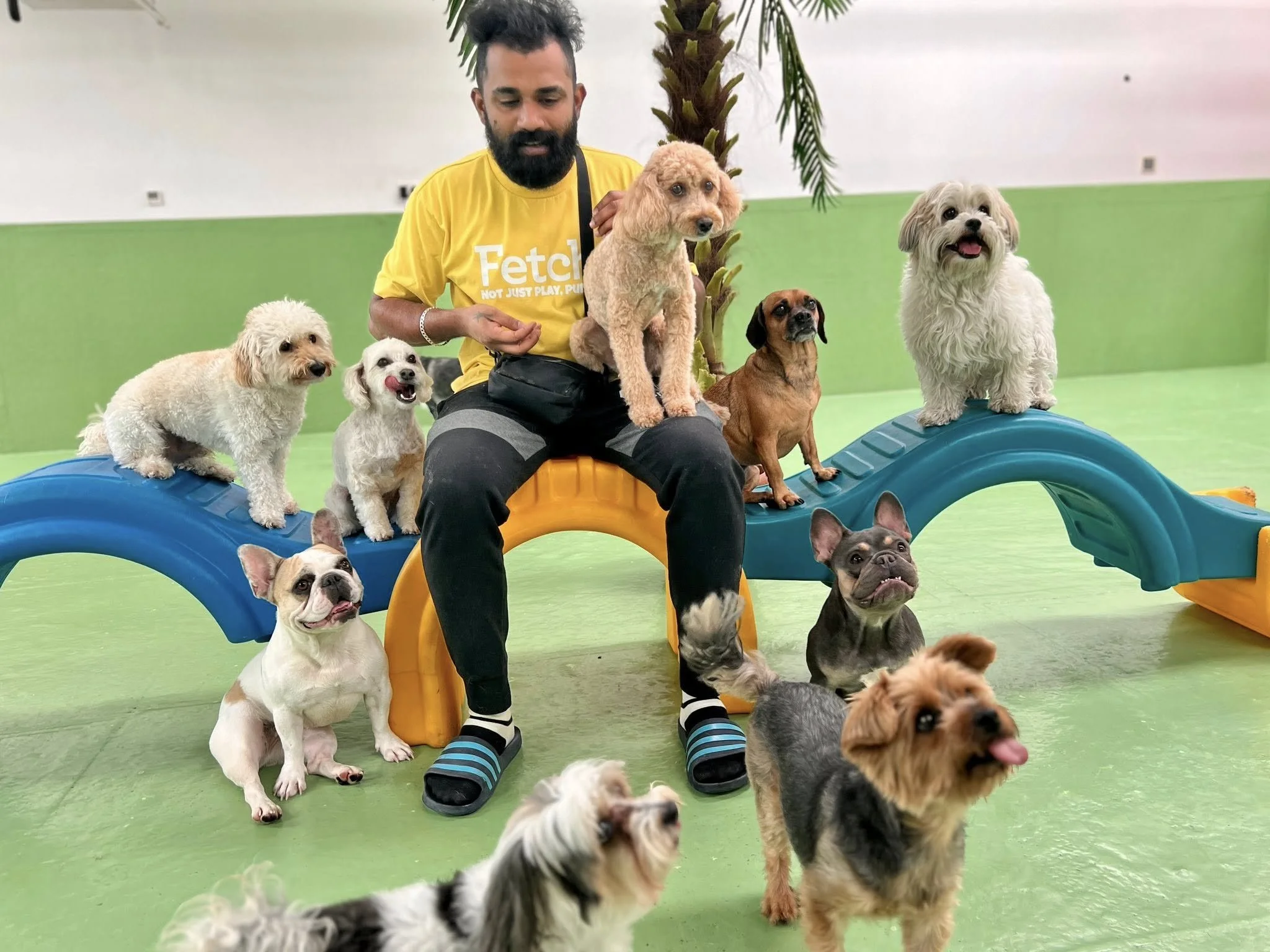 A Fetch Dubai team member in a yellow Fetch t-shirt sits surrounded by approximately ten small dogs of various breeds perched on and around colorful play equipment inside the facility.