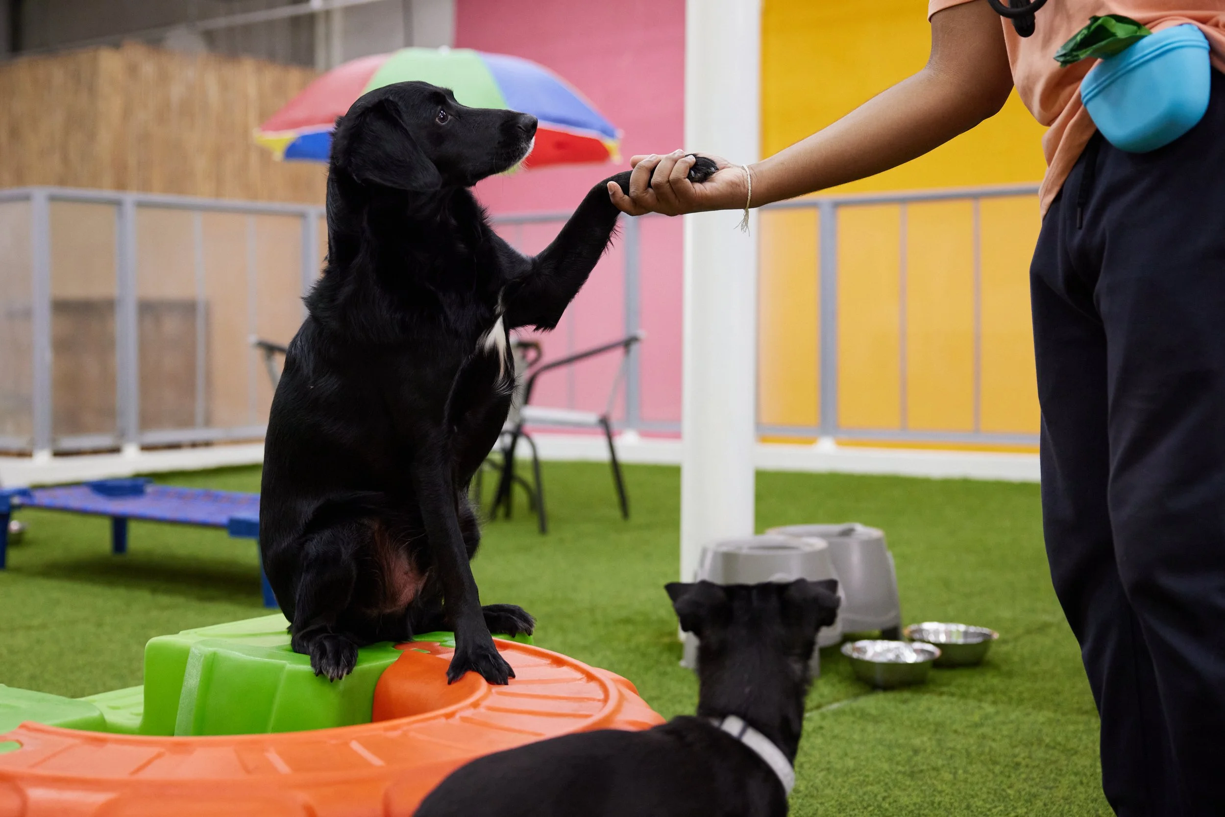 Skills and manners practice at Fetch Dubai with positive reinforcement