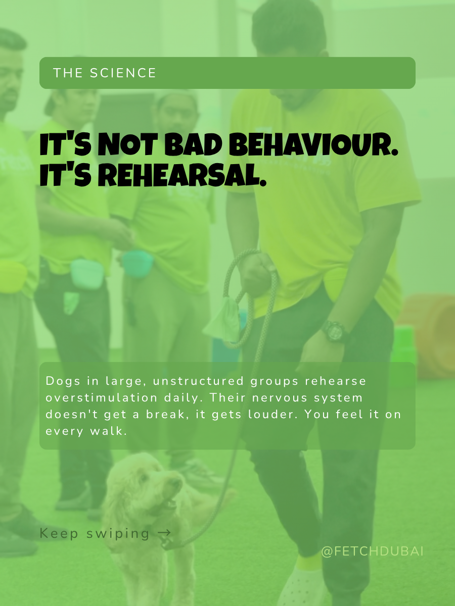Fetch Dubai Instagram carousel slide with bold black text over a green-tinted facility photo reading "It's not bad behaviour. It's rehearsal." with supporting text explaining that dogs in large unstructured groups rehearse overstimulation daily.