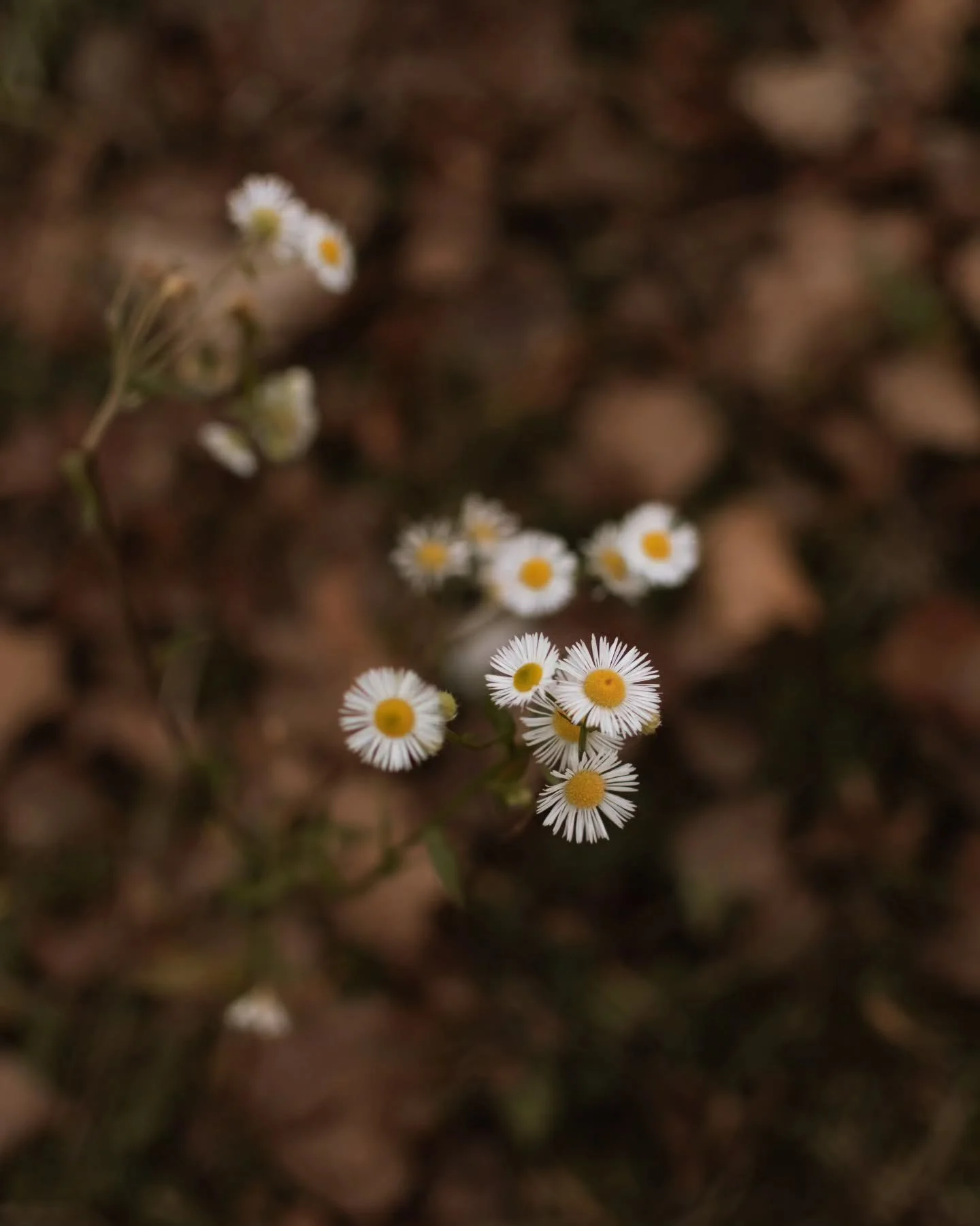 Jesen ❤️

#jesen #autumn #jezeroore&scaron;je #naturephotography #croatiafullofnature