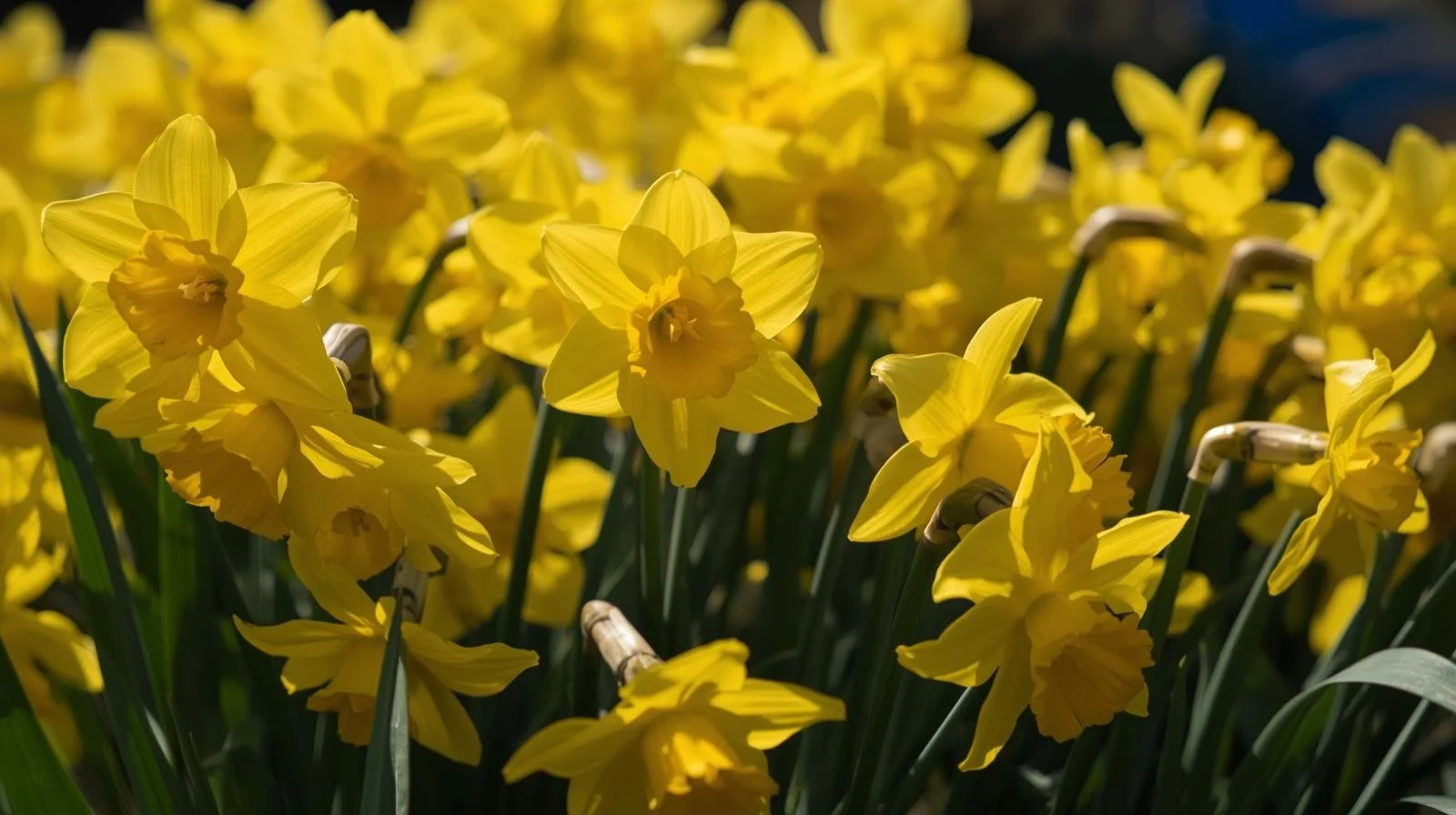 Mixed daffodils.jpg