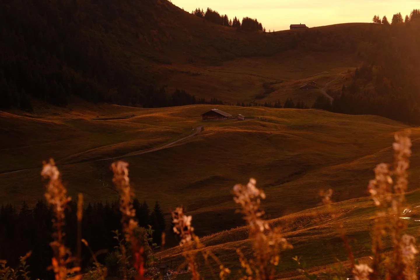 🍁 Les montagnes s&rsquo;habillent de leurs couleurs d&rsquo;automne&hellip;
Un moment paisible, juste pour soi, au c&oelig;ur des alpages calmes et de l&rsquo;air pur des hauteurs 🌿✨

Demain, ces m&ecirc;mes alpages rempliront vos assiettes au 1647