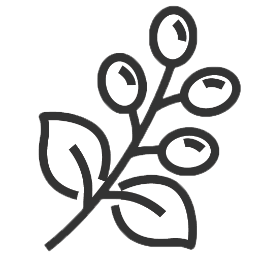 Coffee Plant Vector.png