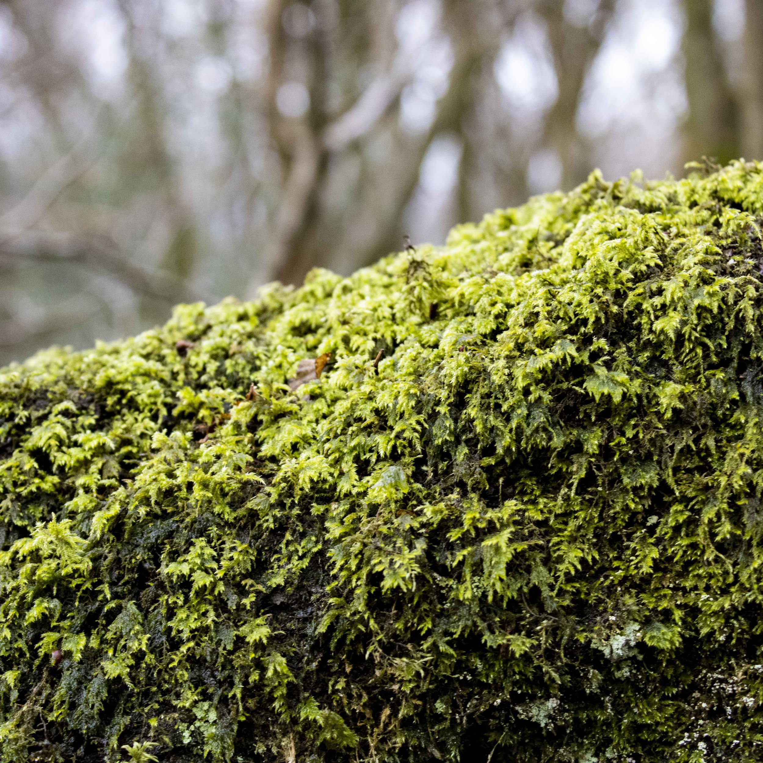 Living with Saturn: Endurance, Discipline and the Long Work of Time