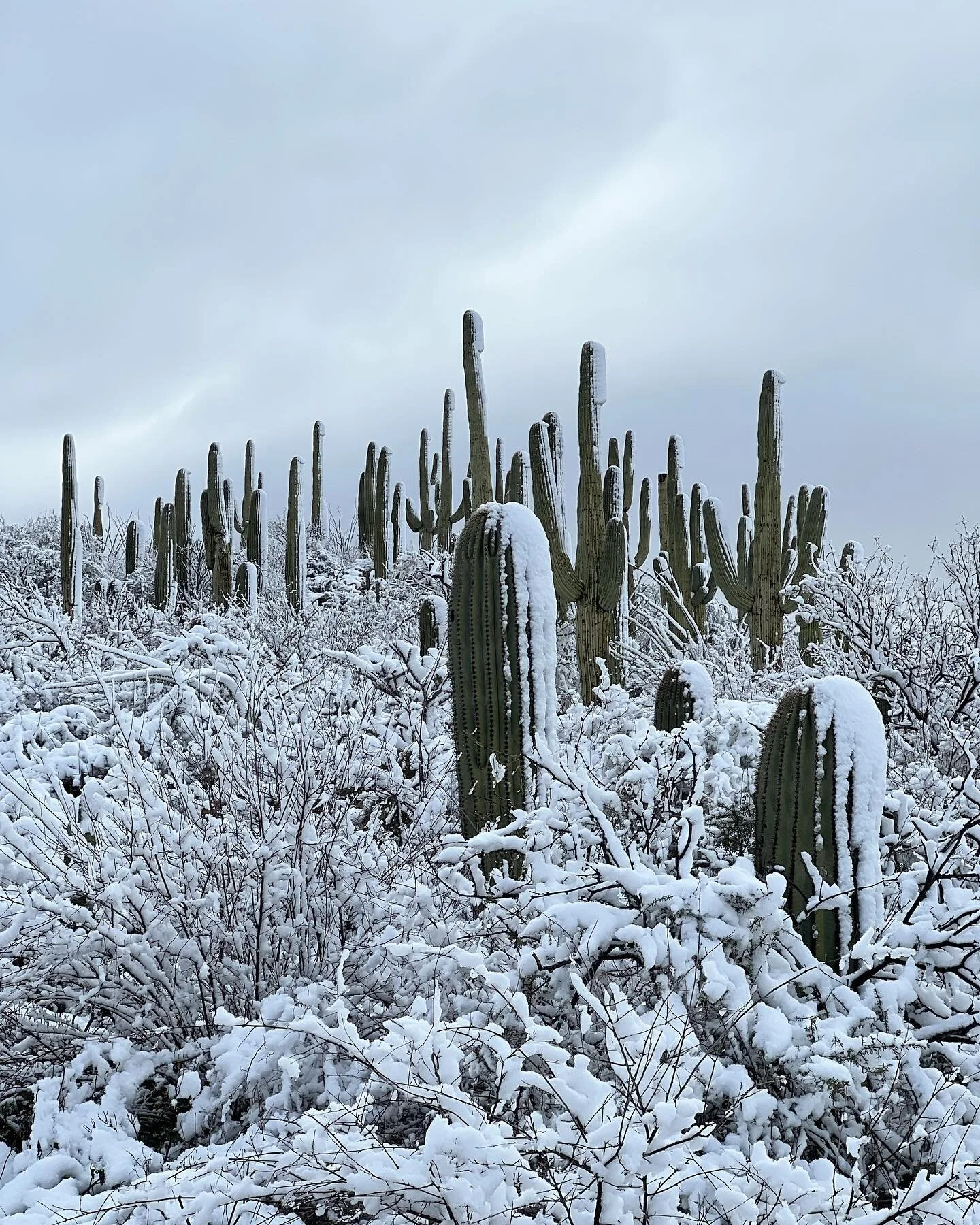 March 1st 2023🤍
.
.
.
#tucson #visittucson #tucsontravel #travel #az #arizona #aztravel #airbnb #airbnbtucson #airbnbhost #booknow #airbnbarizona #desert #snow #cactus #saguaro #saguaronationalpark #breezykeyzy
