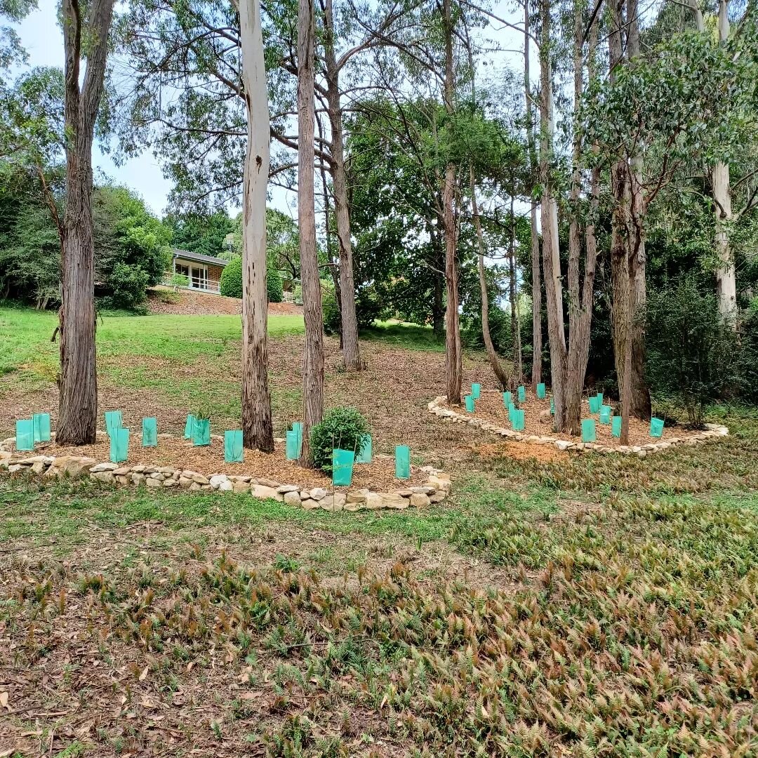 Some sandstone garden beds at the forests edge. Helping blend forest and formal garden spaces with Australian natives.

#landscapers #landscapersofinstagram #gardeninspo #gardeninspiration #sandstone #gardenedging #australiannatives