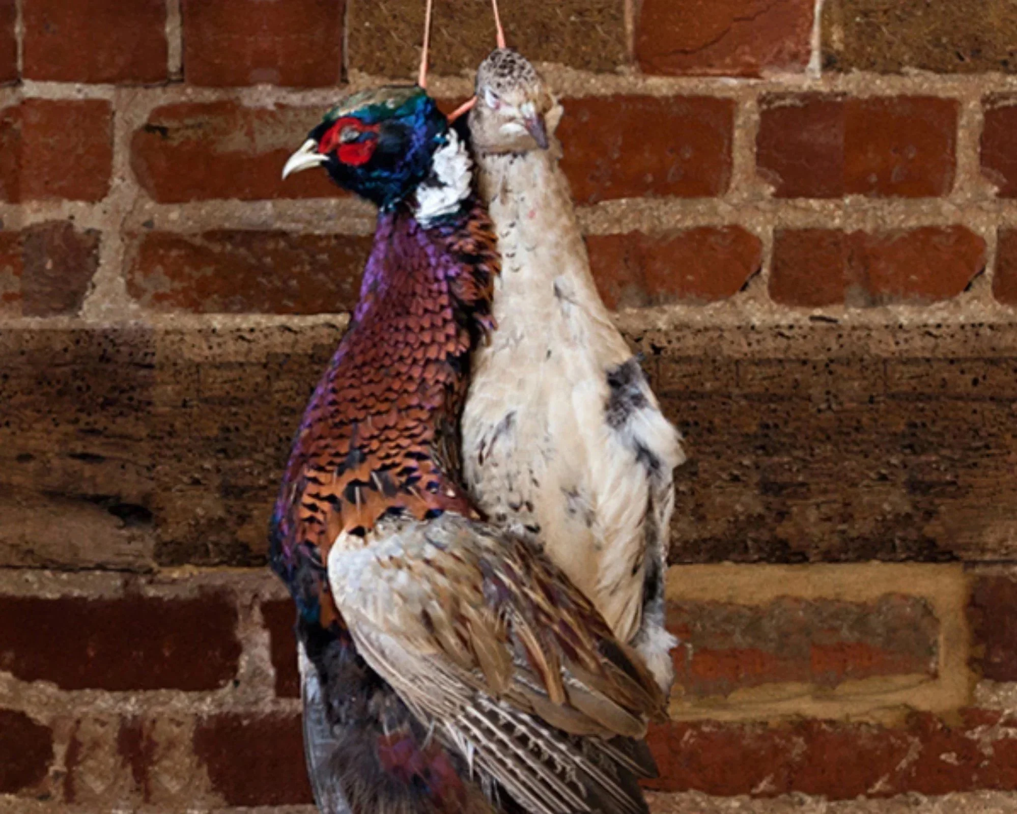 GameBirds.jpg
