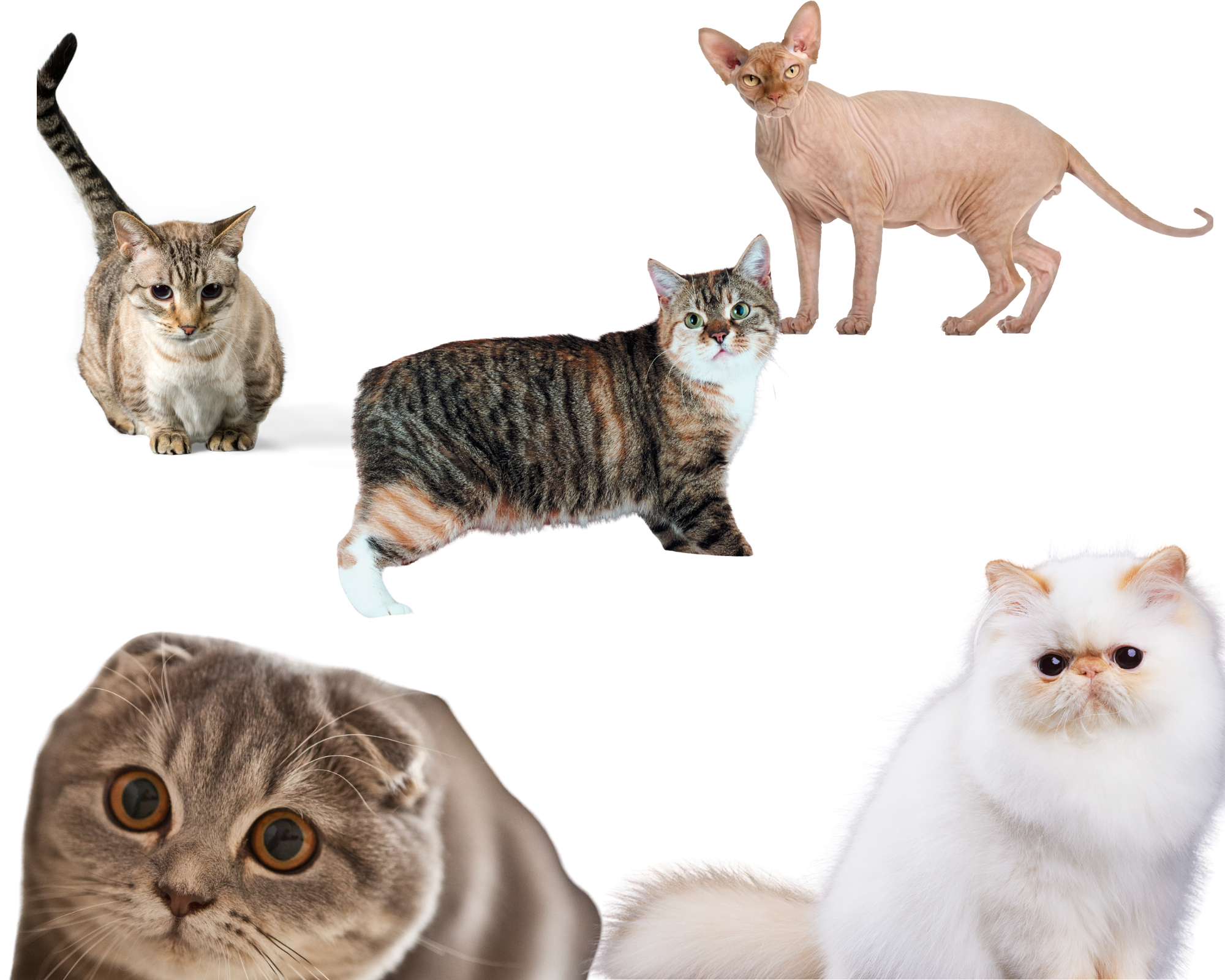 Photo of a Munchkin, Manx, Sphynx, Scottish Fold and Persian