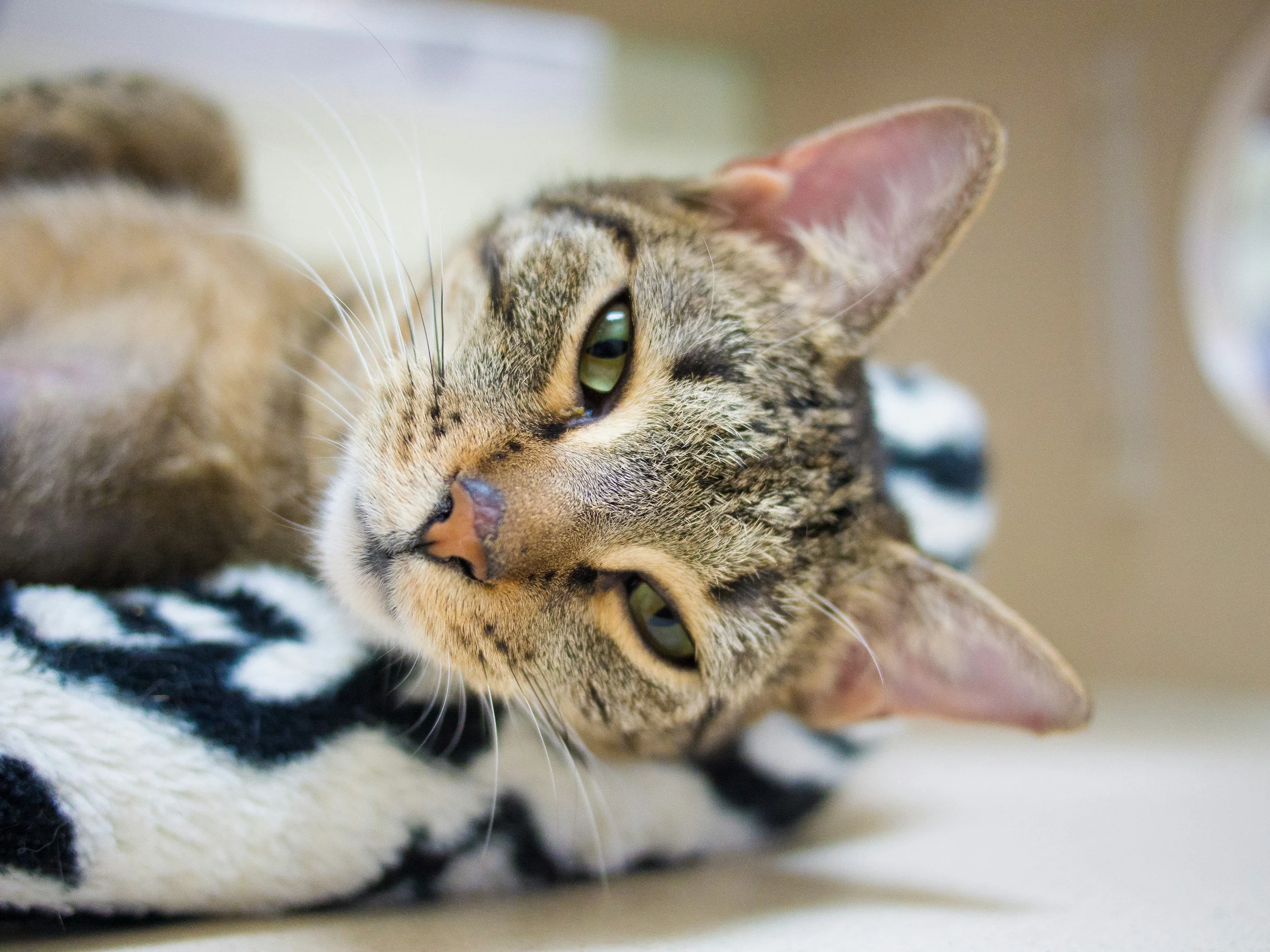 Why Your Cat’s Emotional Experience at the Vet Matters