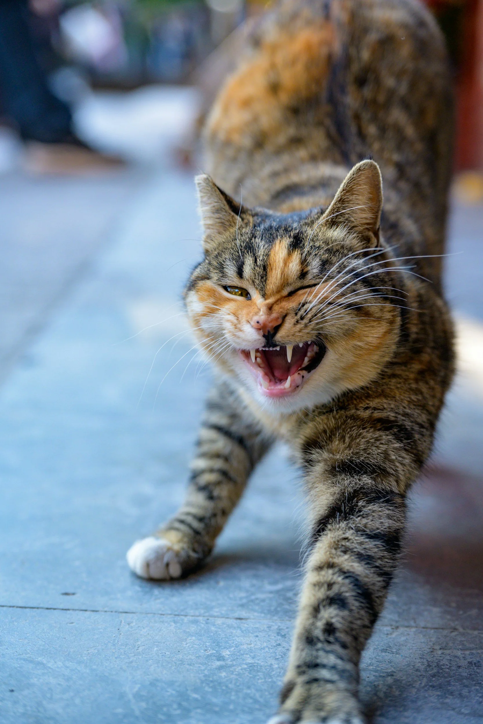 Aggression in cats