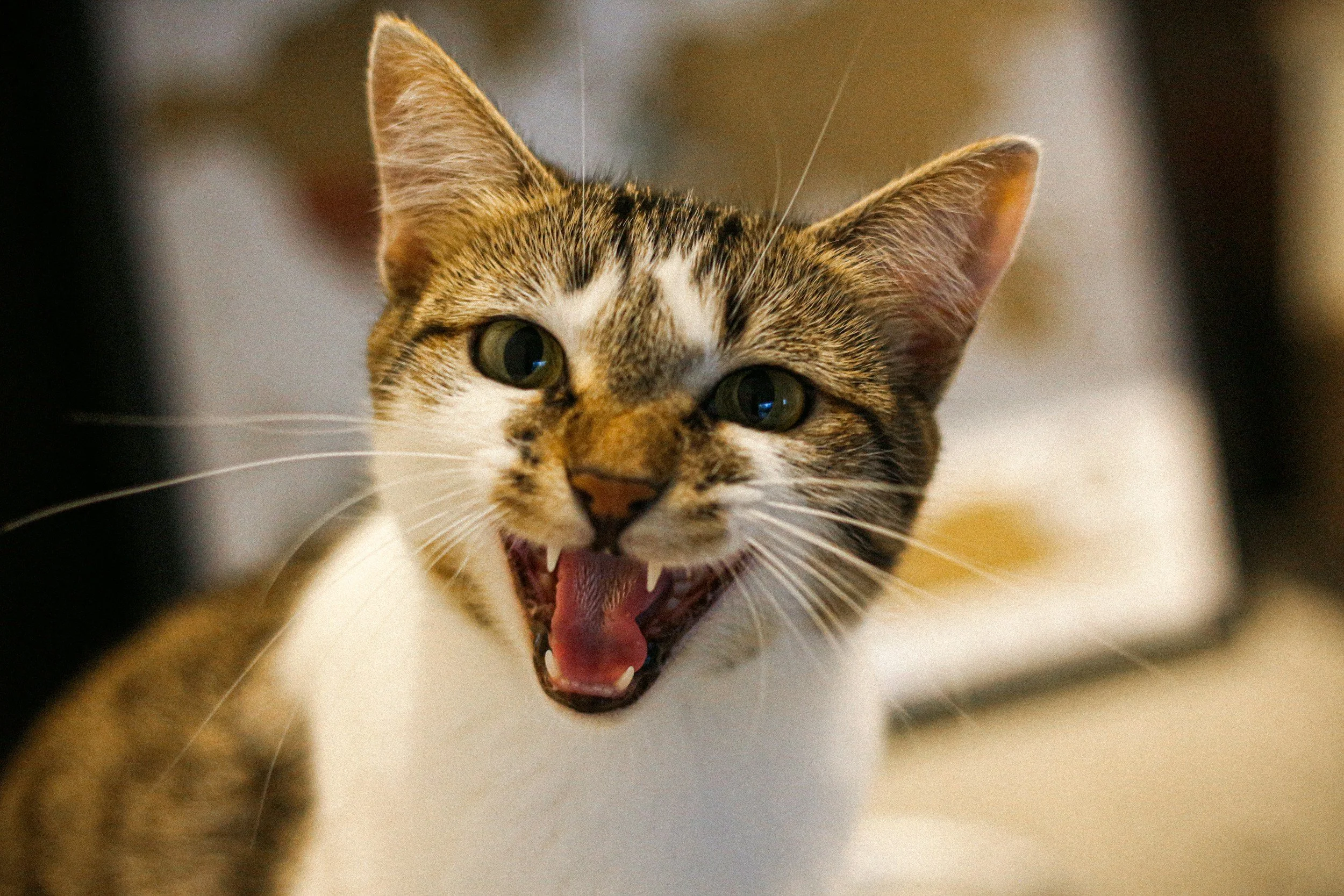 Aggression in cats
