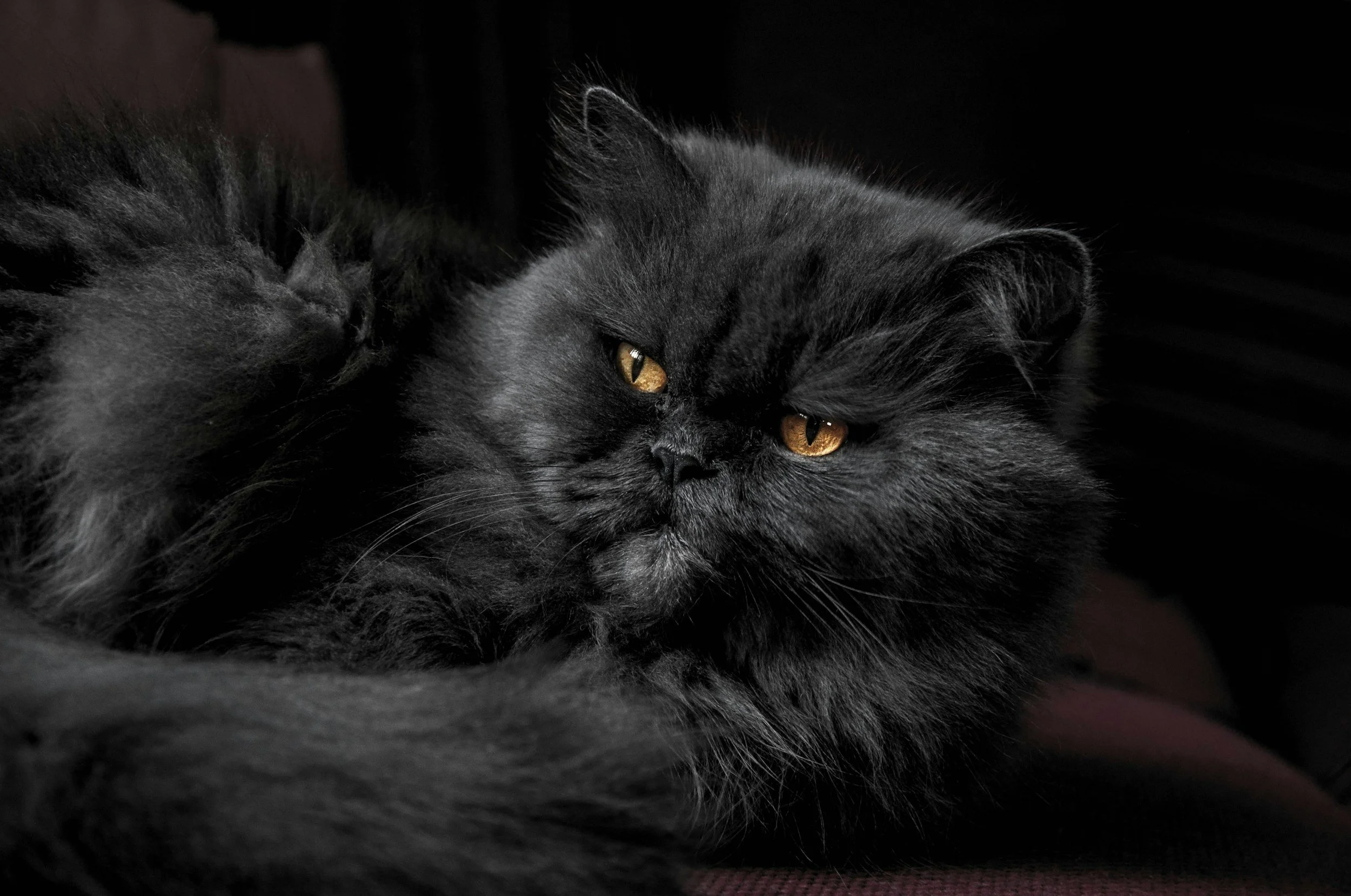 Be in the know about different cat breeds
