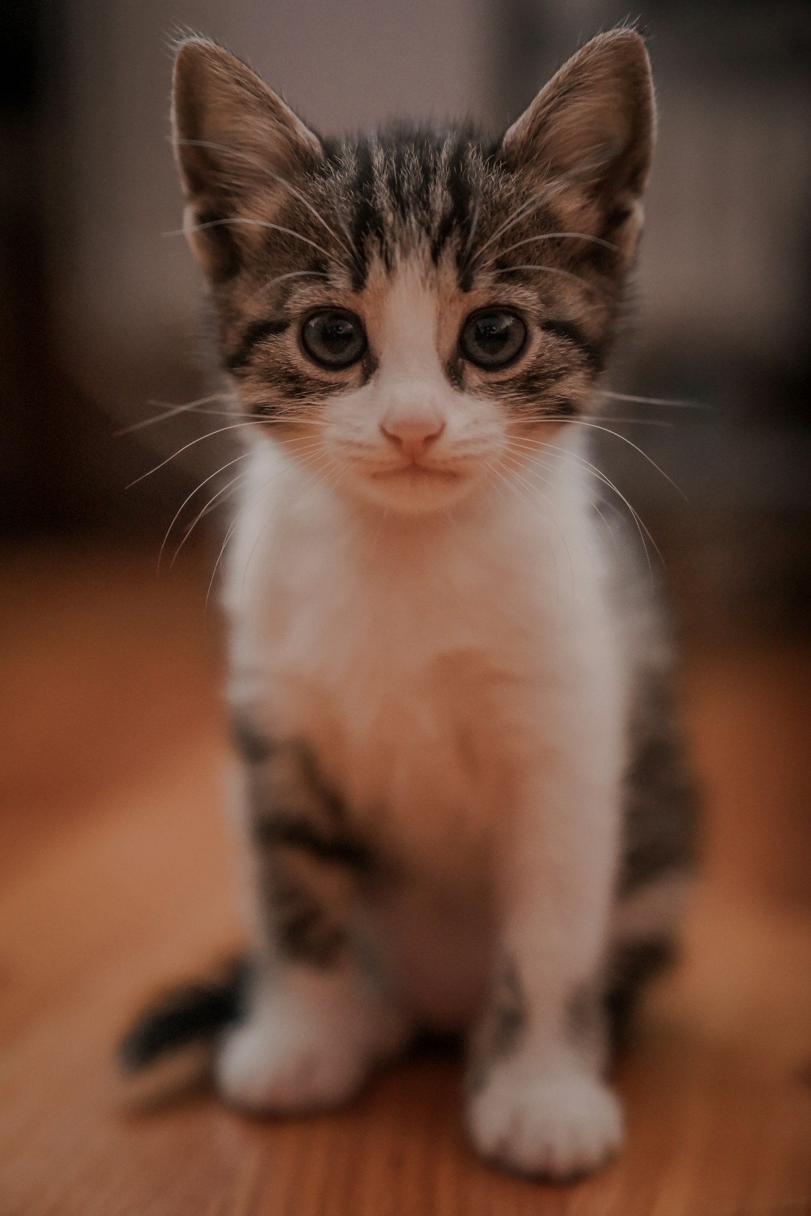 Choosing a kitten