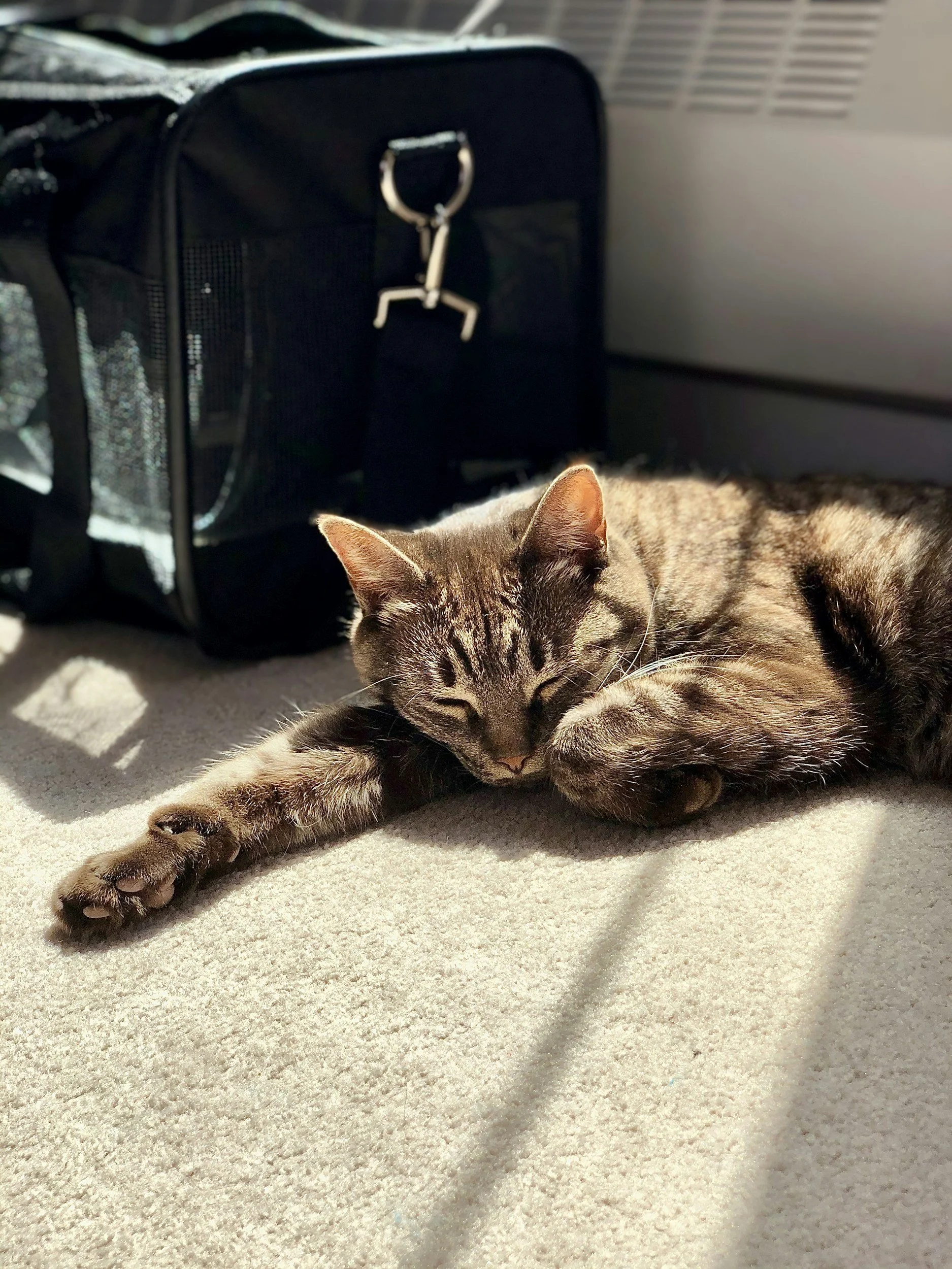 Tips for travelling to the vet with your cat