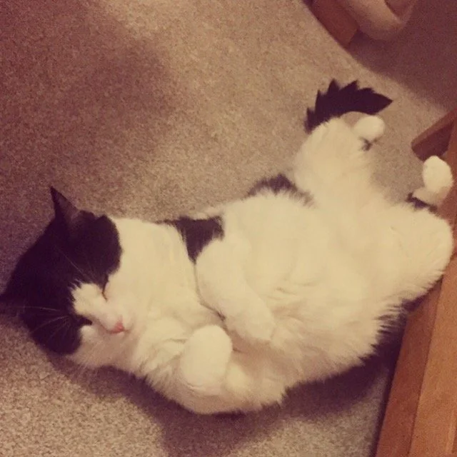 Do you find your cat’s body language confusing?