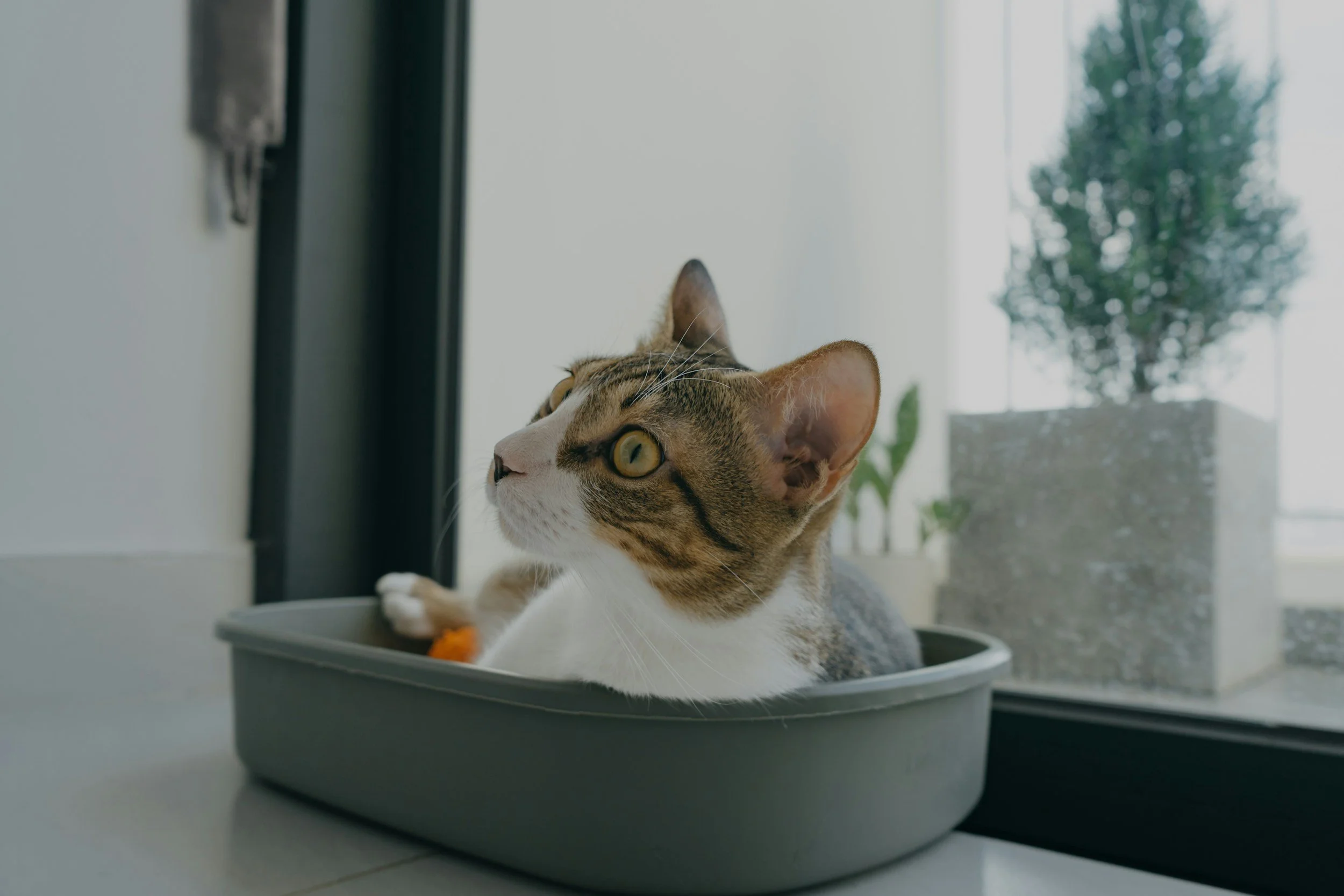 What causes urination challenges in cats?