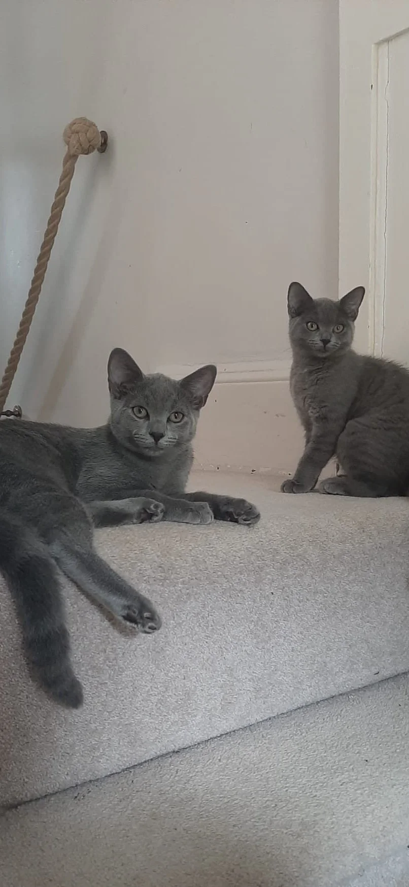 What you need for your new kitten