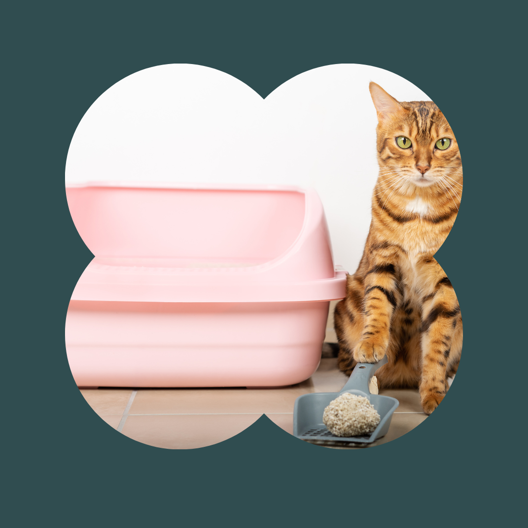 House soiling or marking behaviour in cats the differences — St Claws