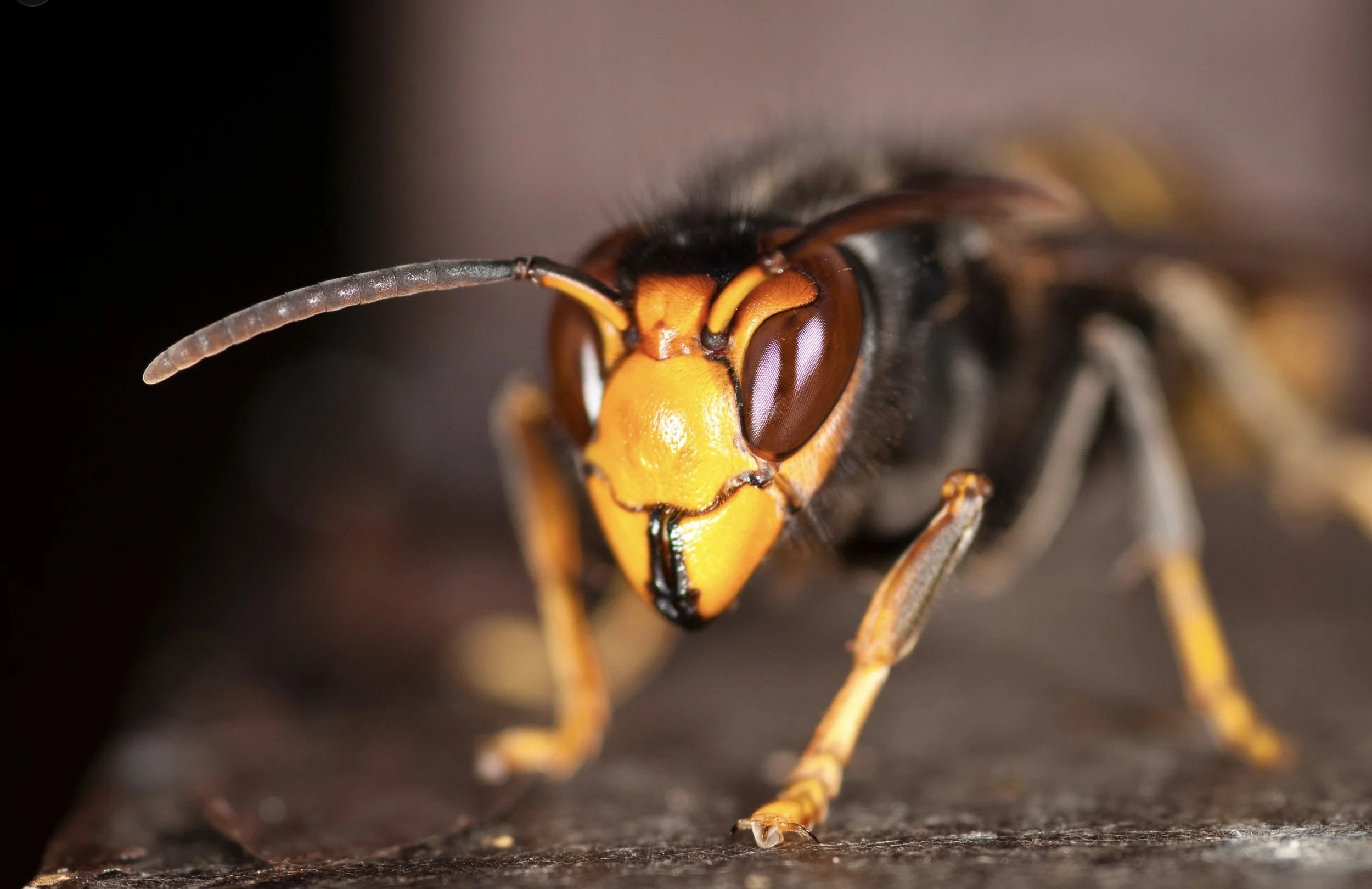 Close-up macro photograph of an orange-and-black hornet with large compound eyes and long antennae