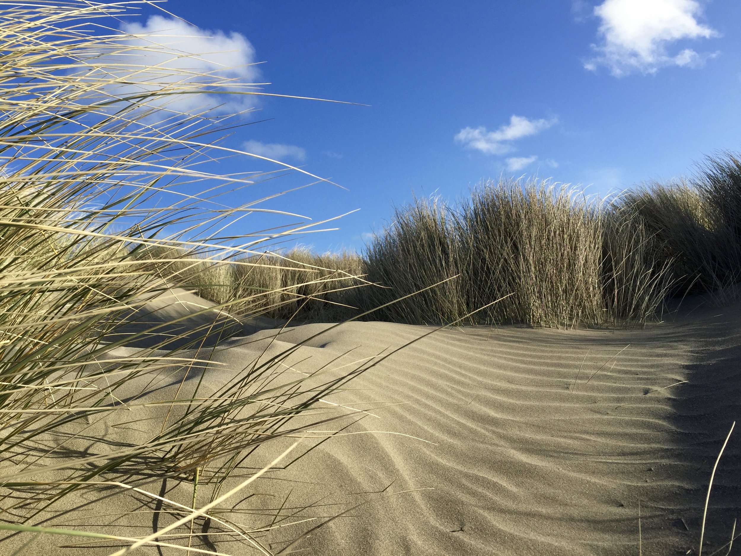 Hide in the dunes at Poppit Sands