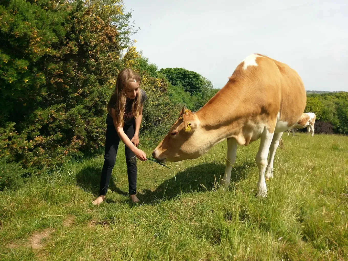 Cow Hugging with Cow Companions