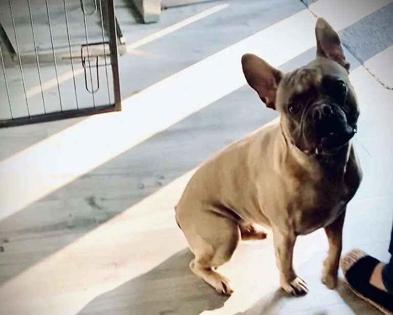 French Bulldog