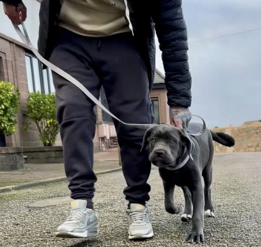Puppy cane corso during a 1:1 training session with Gemma from Gems Canine Academy