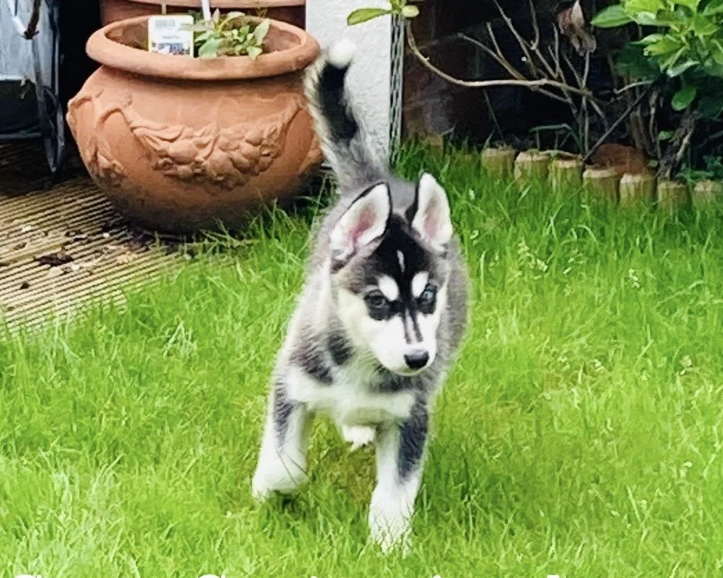 Siberian Husky Puppy