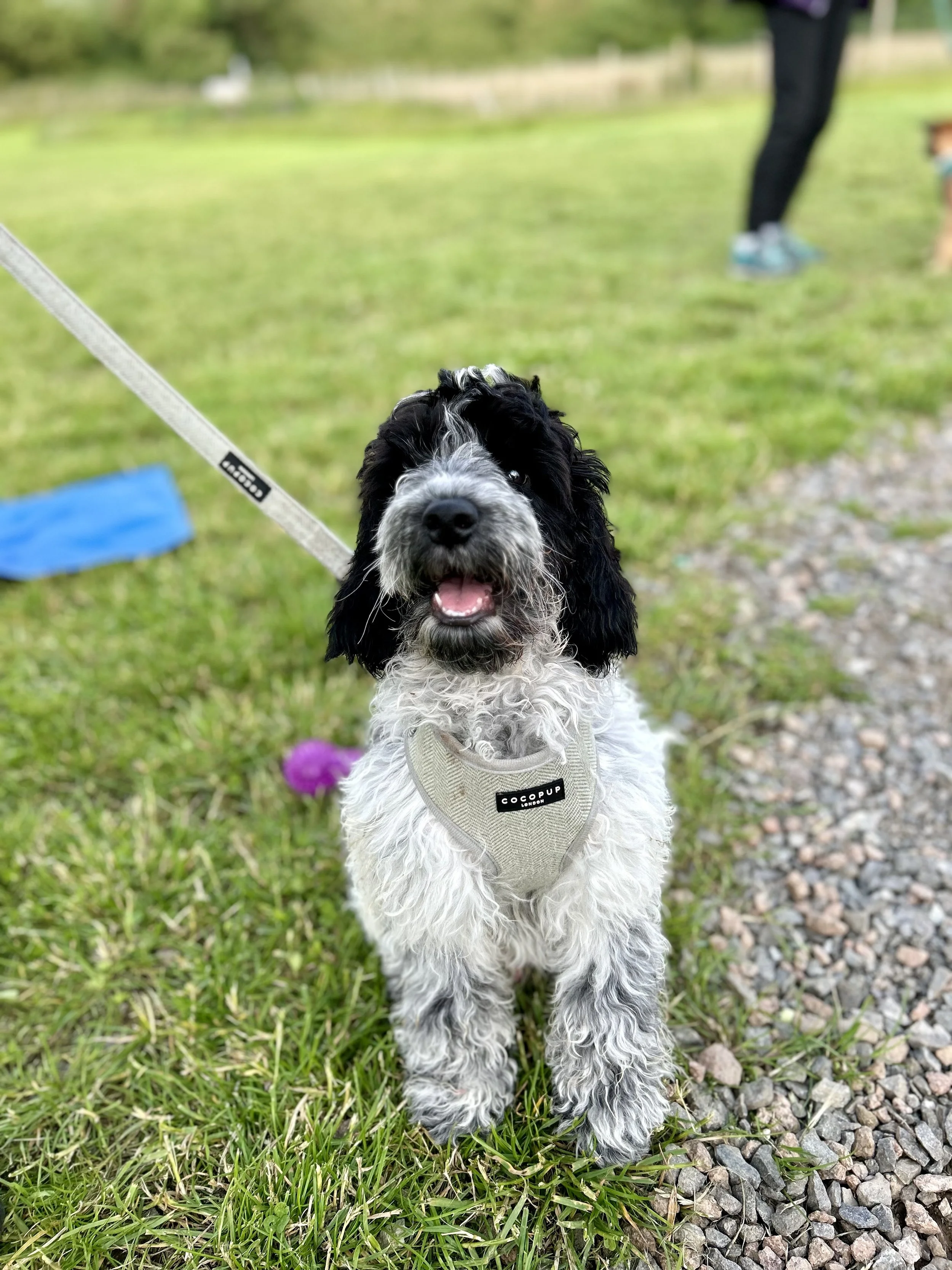 Cockapoo looking at Camera