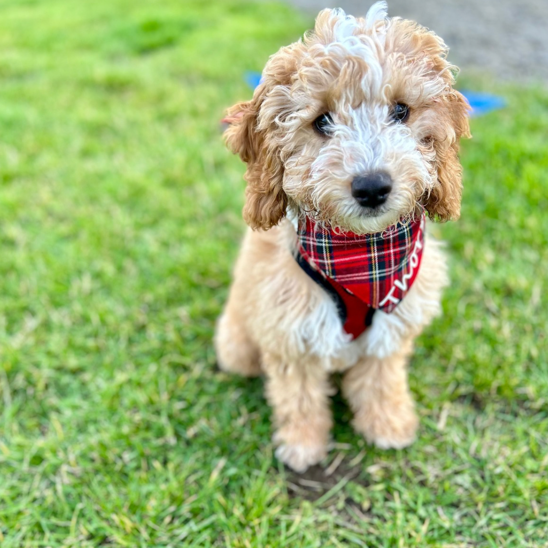 Cavapoo looking at camera