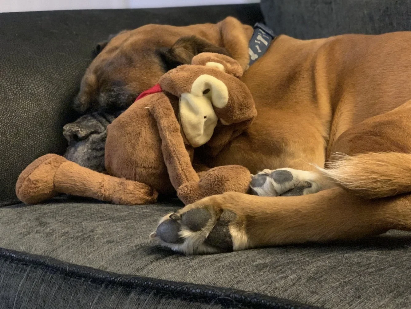 Boxer