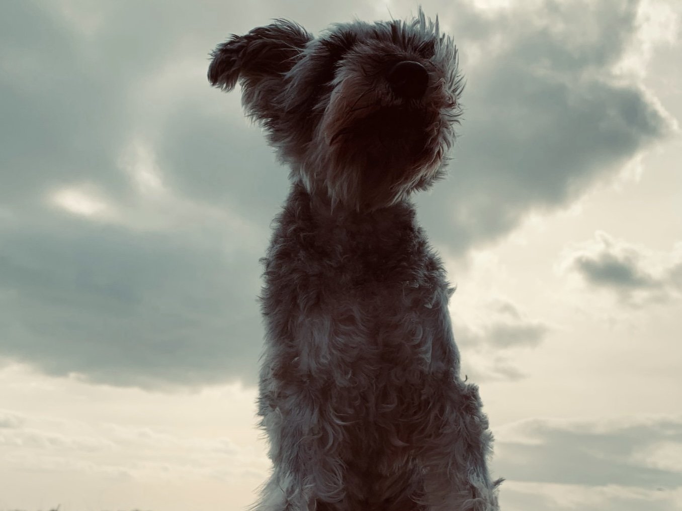 Miniature Schnauzer .jpg