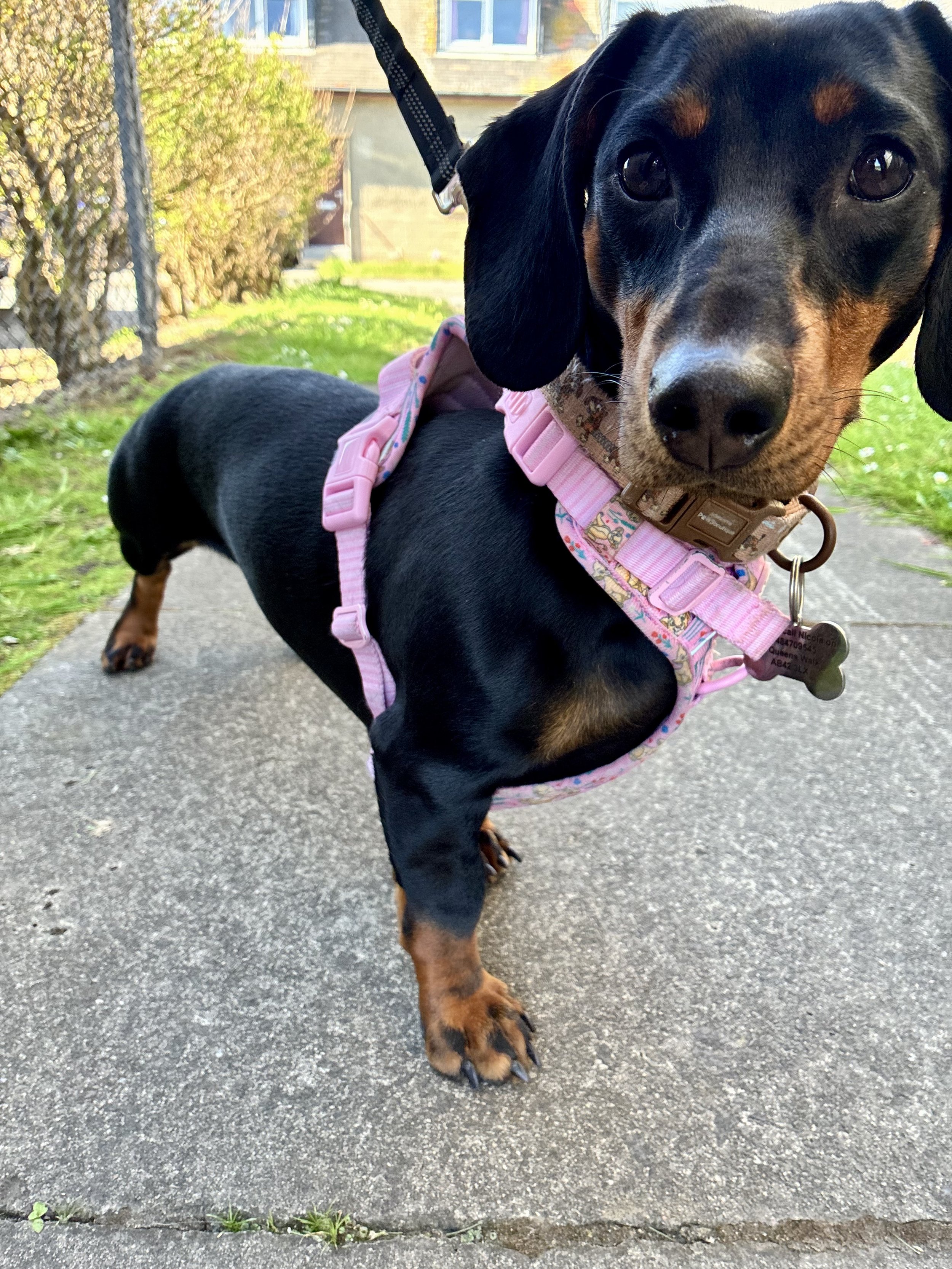 Dachshund puppy