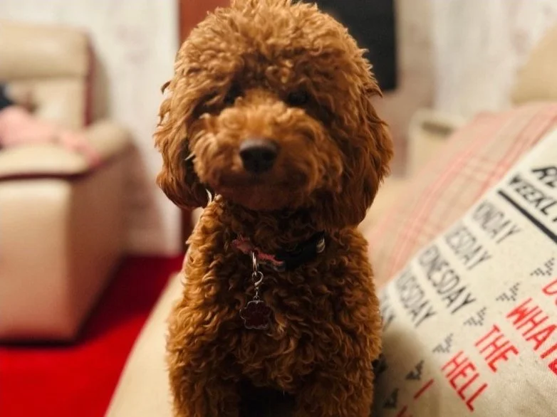 Cockapoo Puppy