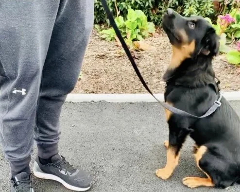 Rottweiler