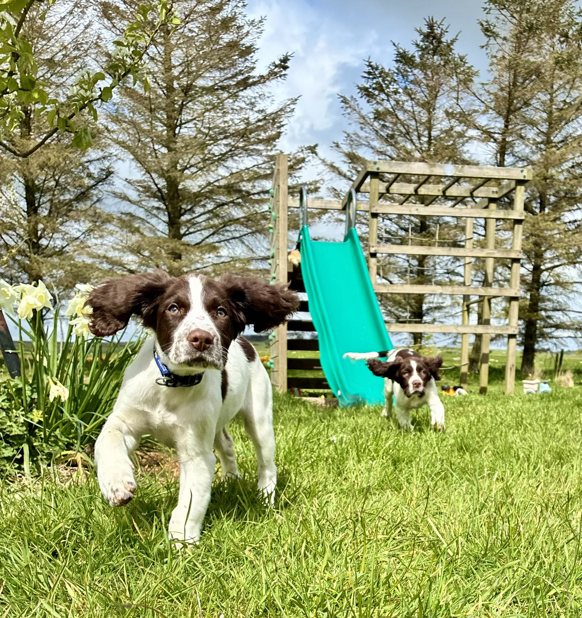 2 Springer Spaniel puppies running toward the camera
