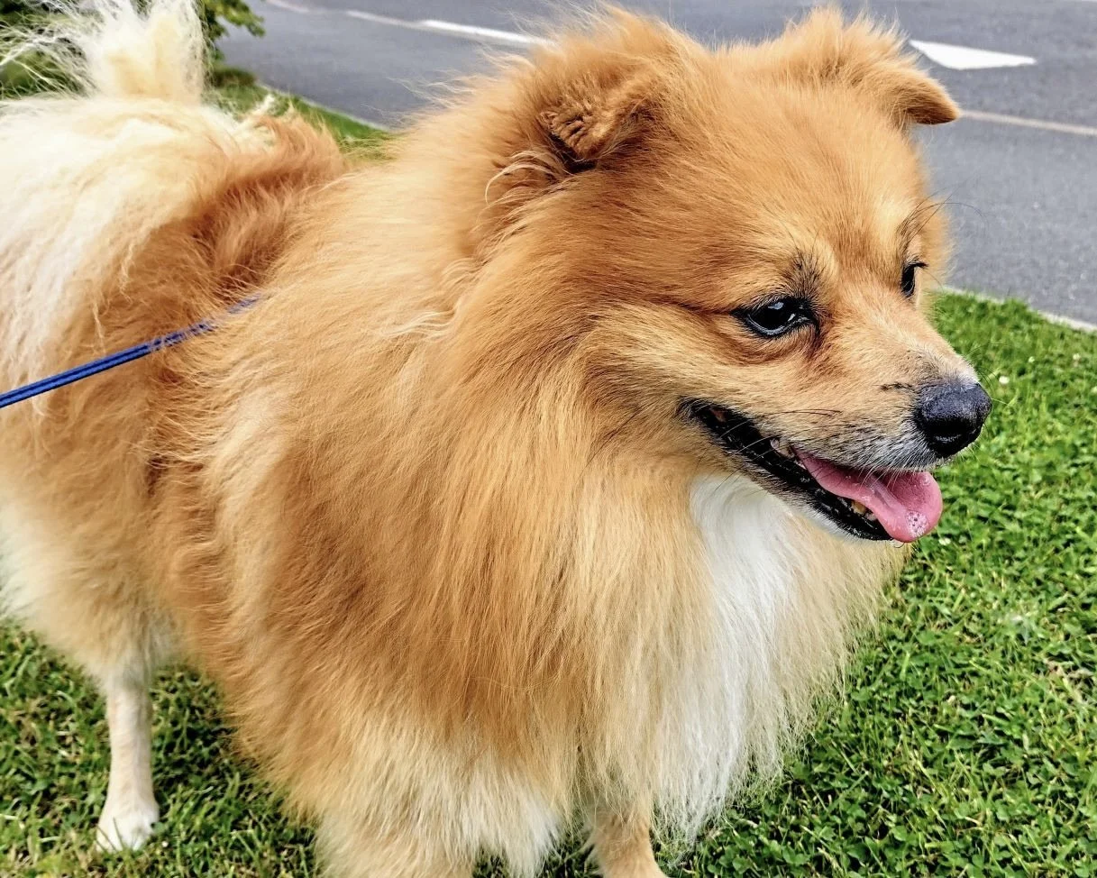Pomeranian