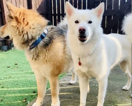 Samoyed & Malamute