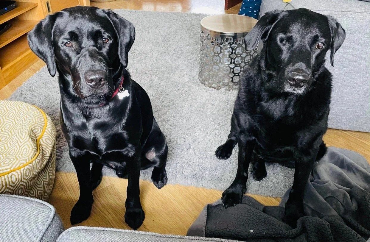 2 x Black Labrador