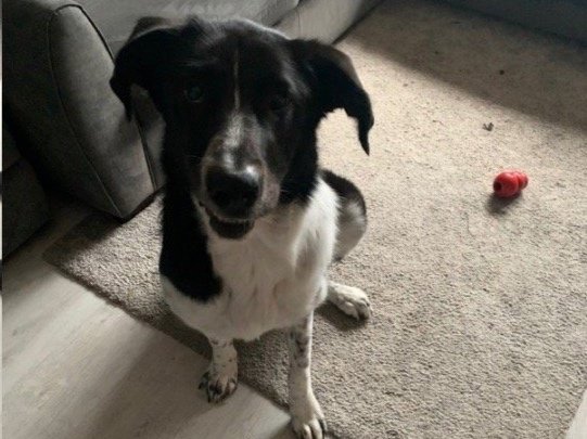 Rescue Dog