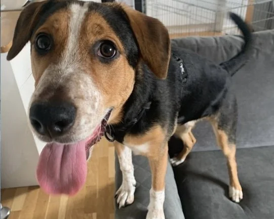 Coonhound x Foxhound