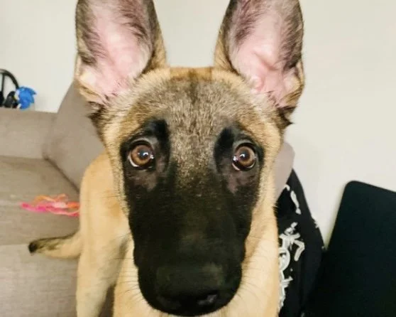 Belgian Malinois
