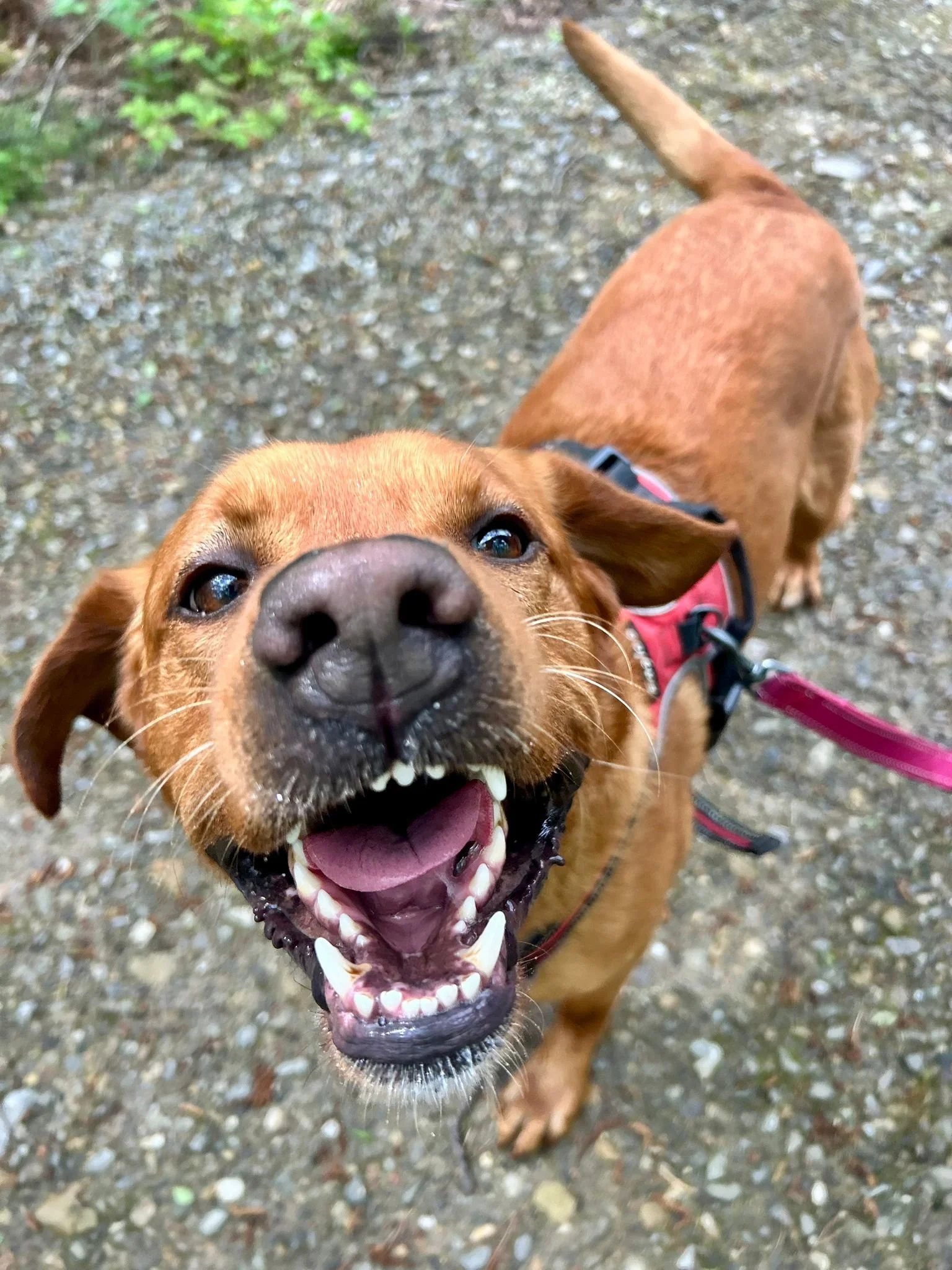 Red Labrador smiling at the camera