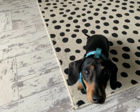 Dachshund 