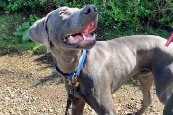 Weimaraner
