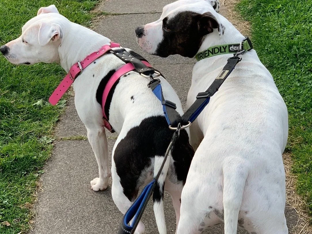 2 x Staffies
