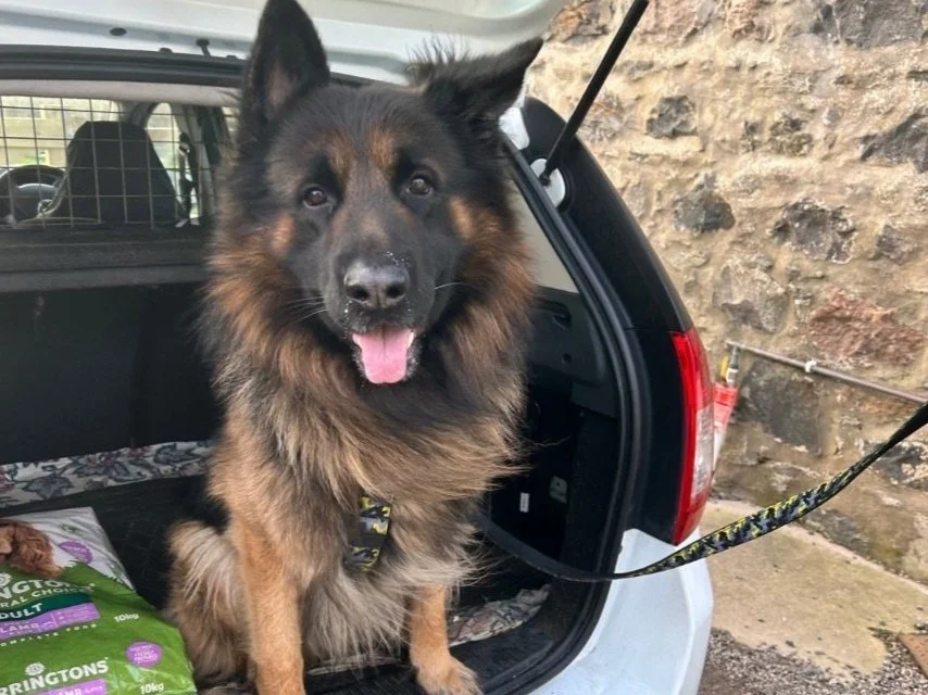 German Shepherd
