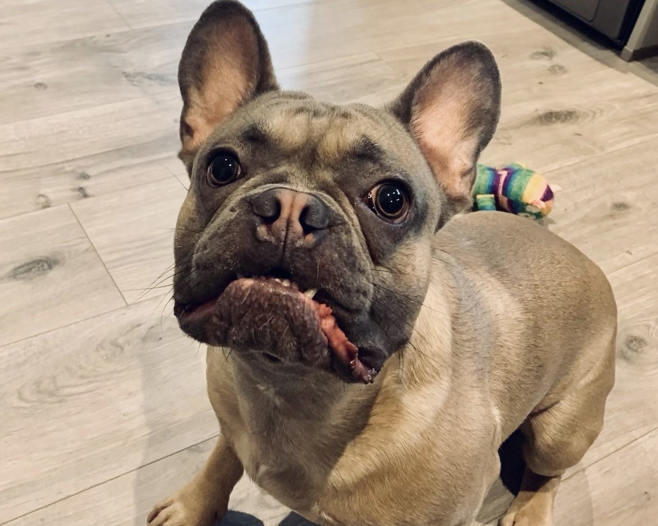French Bulldog  2.jpg