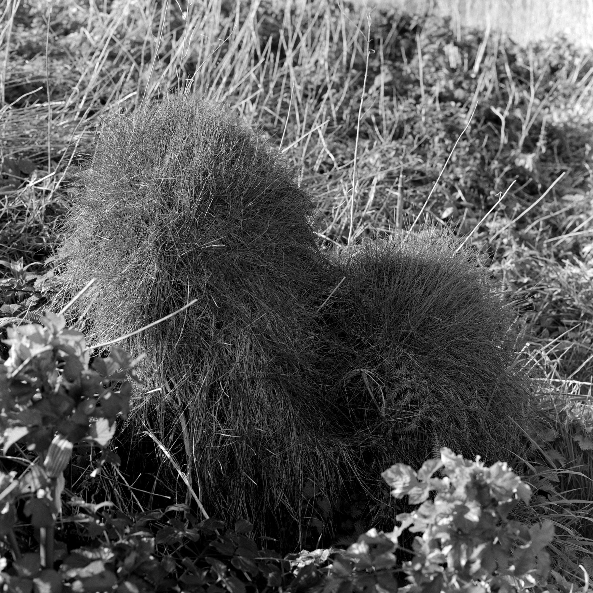 The Landscape Grows a Body, 2025, archival pigment print on Hahnemühle Photo Rag Metallic, 35mm, 30 x 30 cm, edition of 8 + 2AP