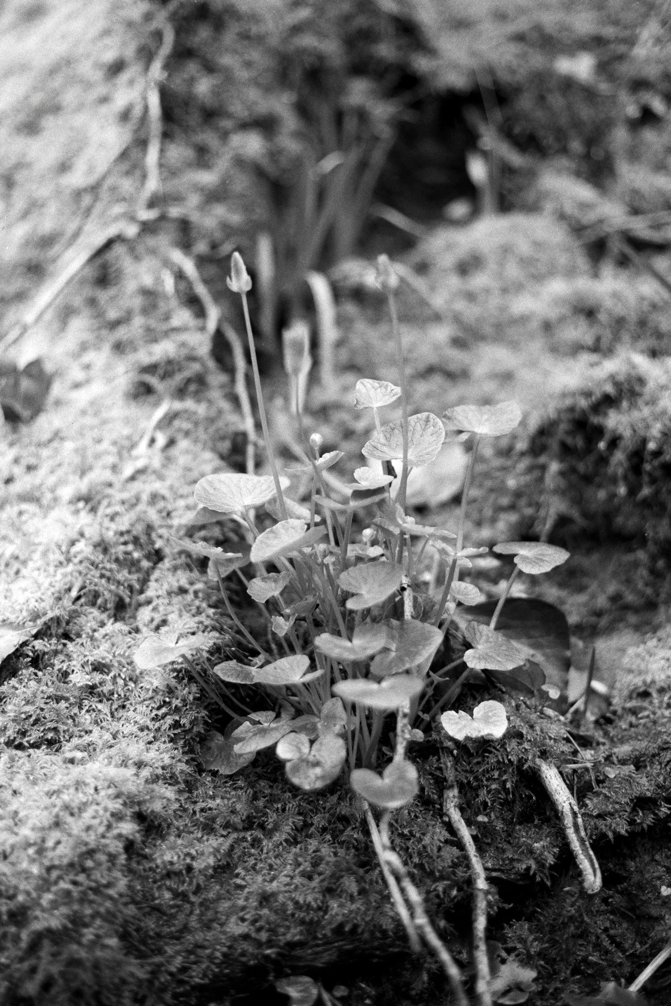 Bloom, 2025, archival pigment print on Hahnemühle Photo Rag Metallic, 35mm, 45 x 30 cm, dition of 5 + 2AP